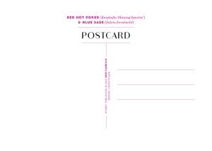 Garden Flowers | 100 Postcards