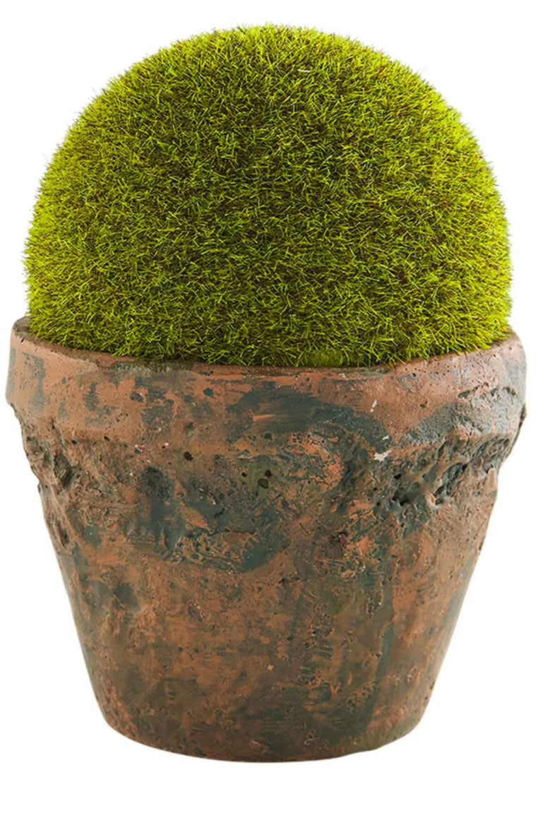 Large Preserved Moss Pot