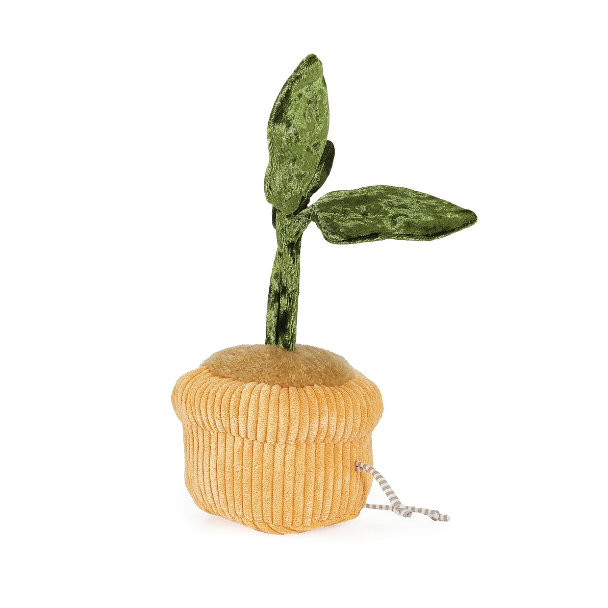 Window Silly - Monstera Plant