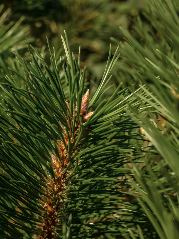 Pura Diffuser Refill | Frasier Fir