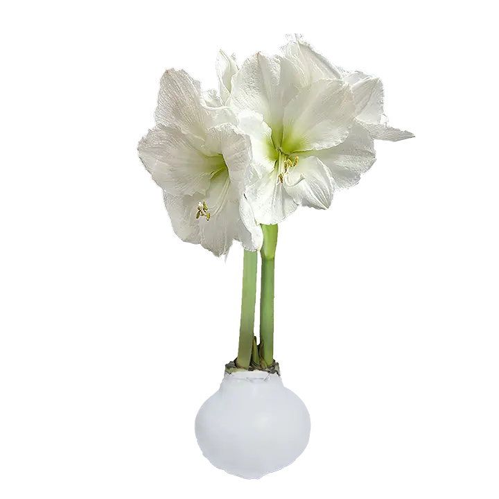 White Flower Waxed Amaryllis White Base