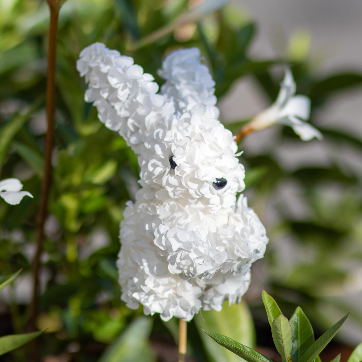 Hydrangea Bunny Pick White