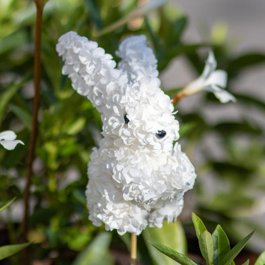Hydrangea Bunny Pick White