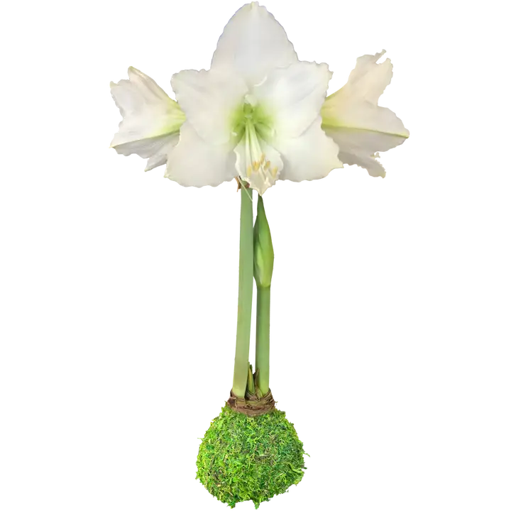 White Flower Waxed Amaryllis Moss Base
