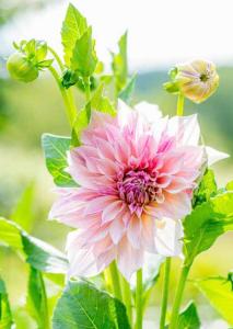 Garden Flowers | 100 Postcards