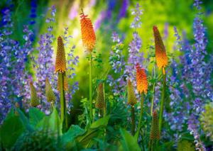 Garden Flowers | 100 Postcards
