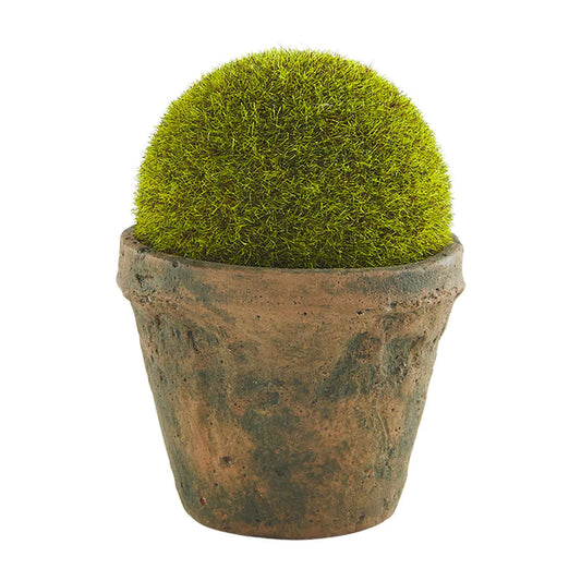 Small Preserved Moss Pot