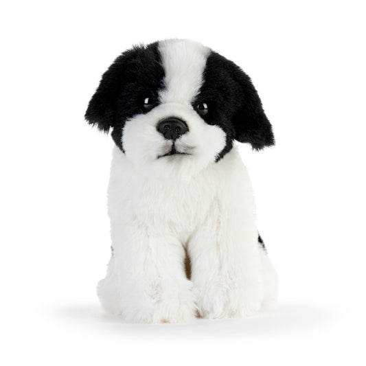 Beanbag | Havanese
